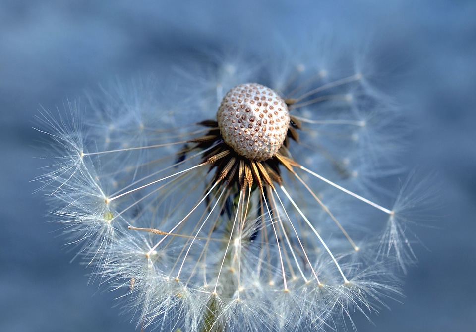 Beautiful Photo dandelion flower