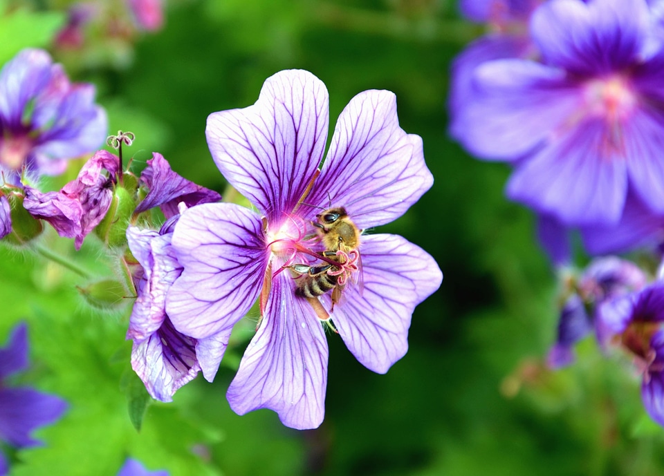 Beautiful Photo bee flower photo