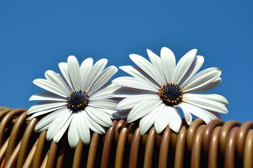 Beautiful Photo blossom flower