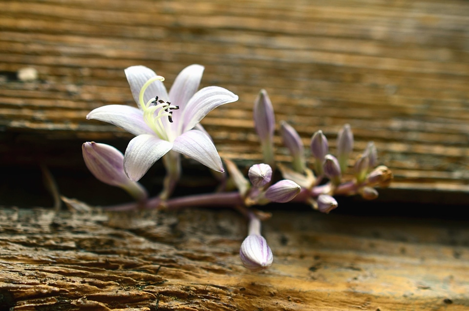 Bud flower flowering