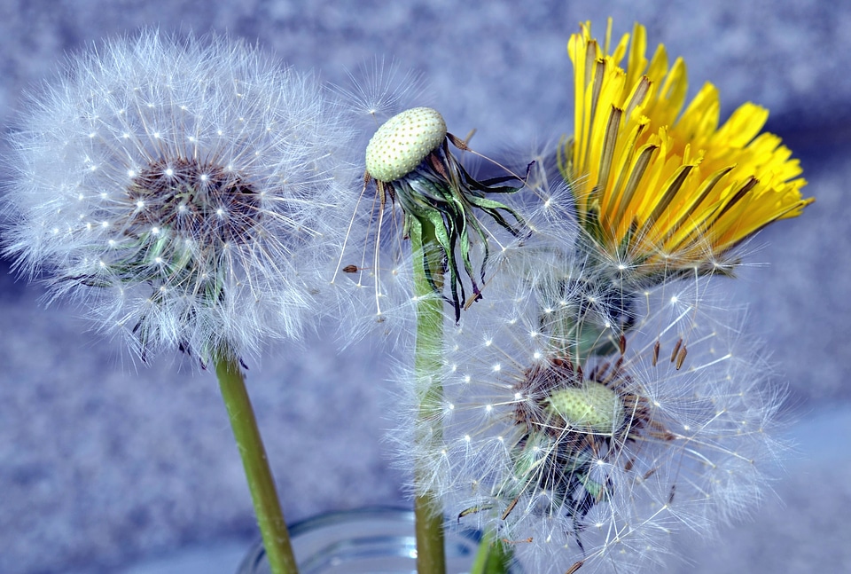 Beautiful Photo dandelion flower