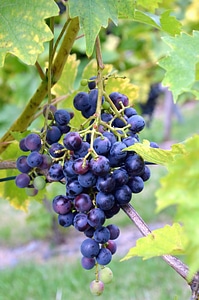 Fruit grapes leaf