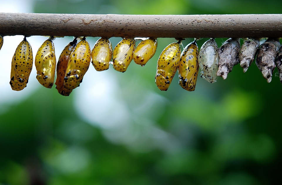 Butterflies insect larvae butterfly house