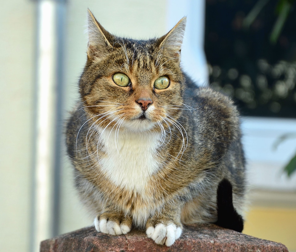 Animal cat domestic