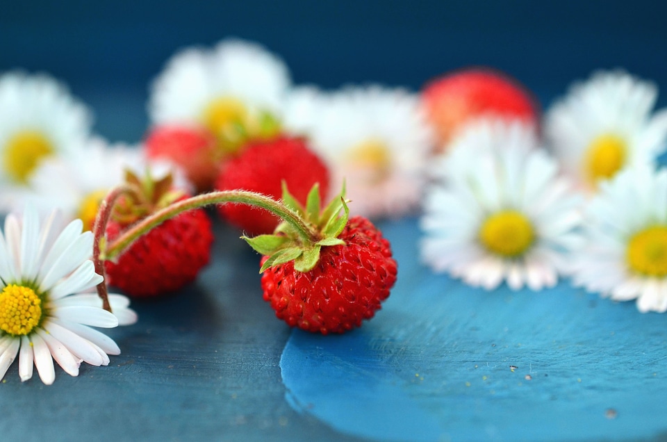 Daisy flower fruit