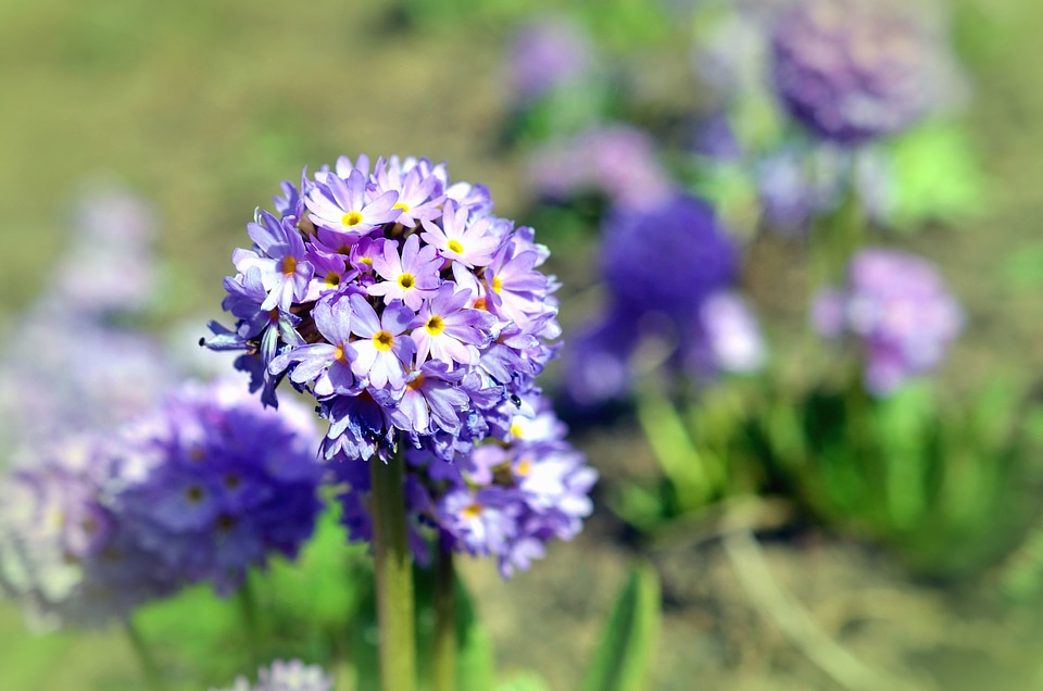 Flower flowers haulm