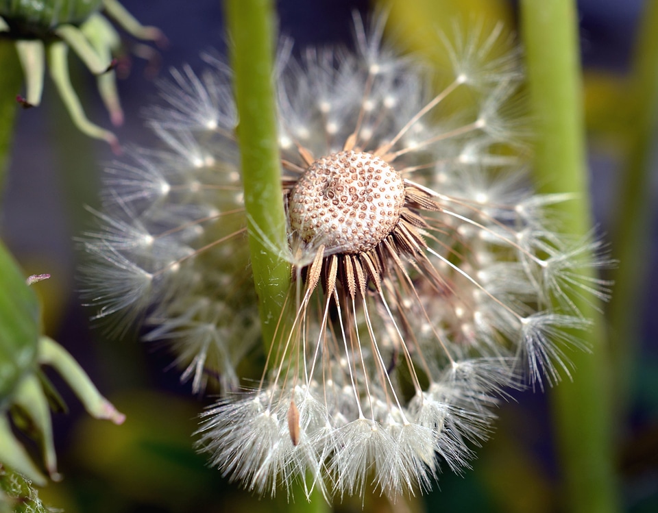 Dandelion flower flowering