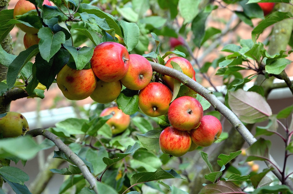 Apple branch fruit