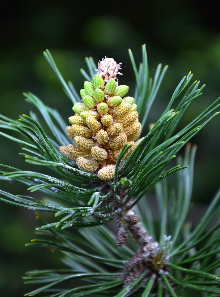 Branch conifer fir
