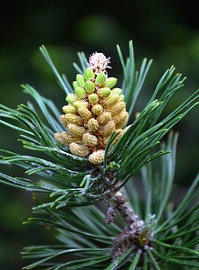 Branch conifer fir photo