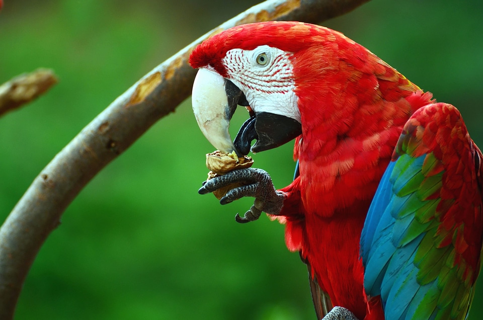 Beak beautiful photo colorful