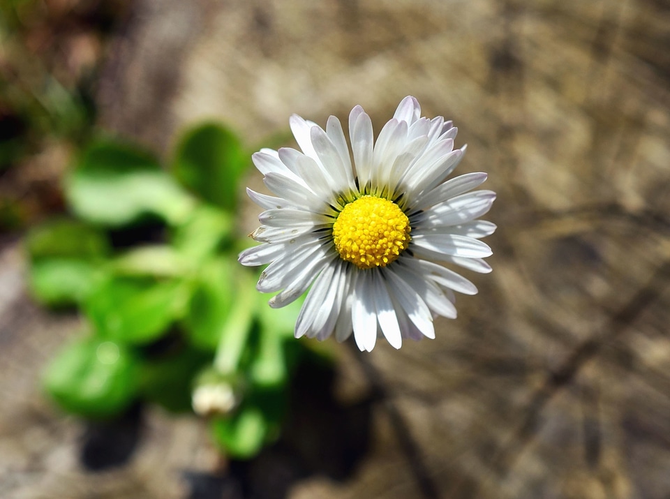 Daisy flowering leaves