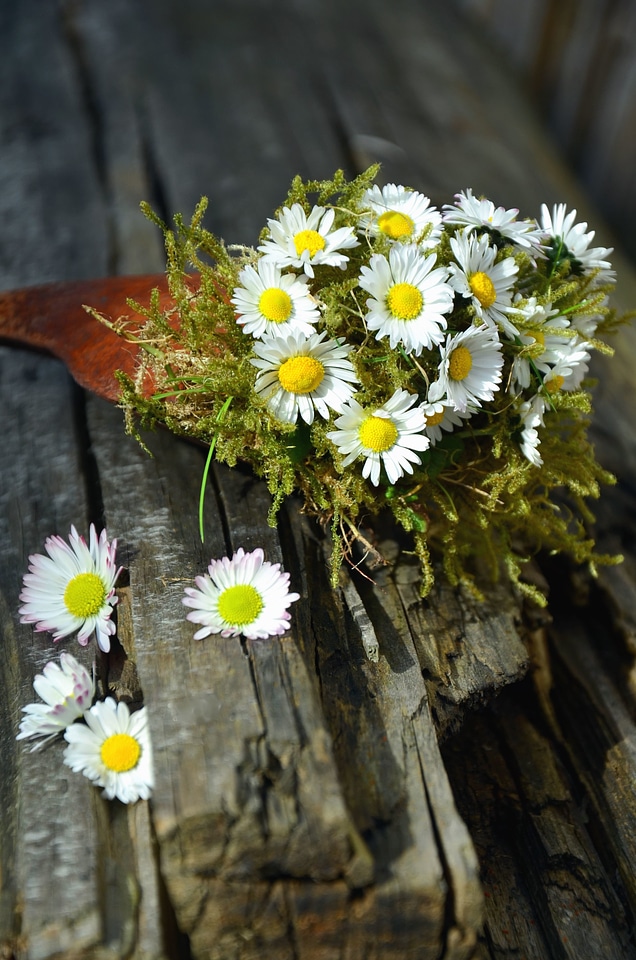 Bouquet daisy flower