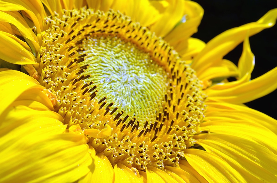 Field flower flowering