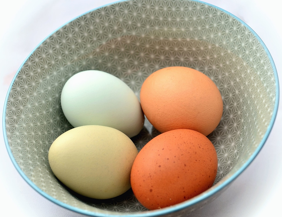Bowl chicken egg