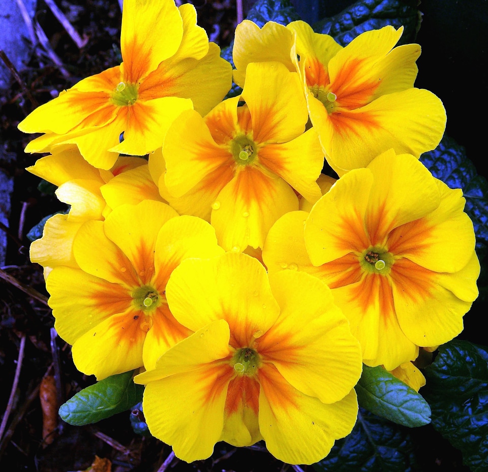 Flowering petals spring