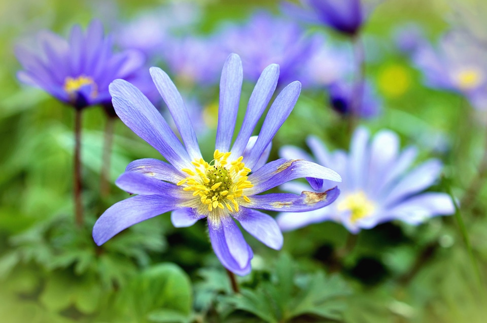 Flower flowering garden