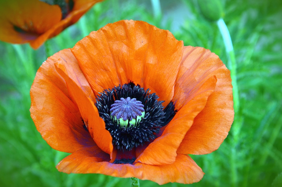 Beautiful Photo flower garden