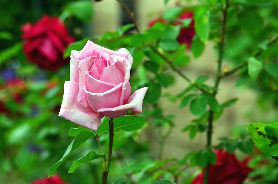 Beautiful Photo flower flower garden