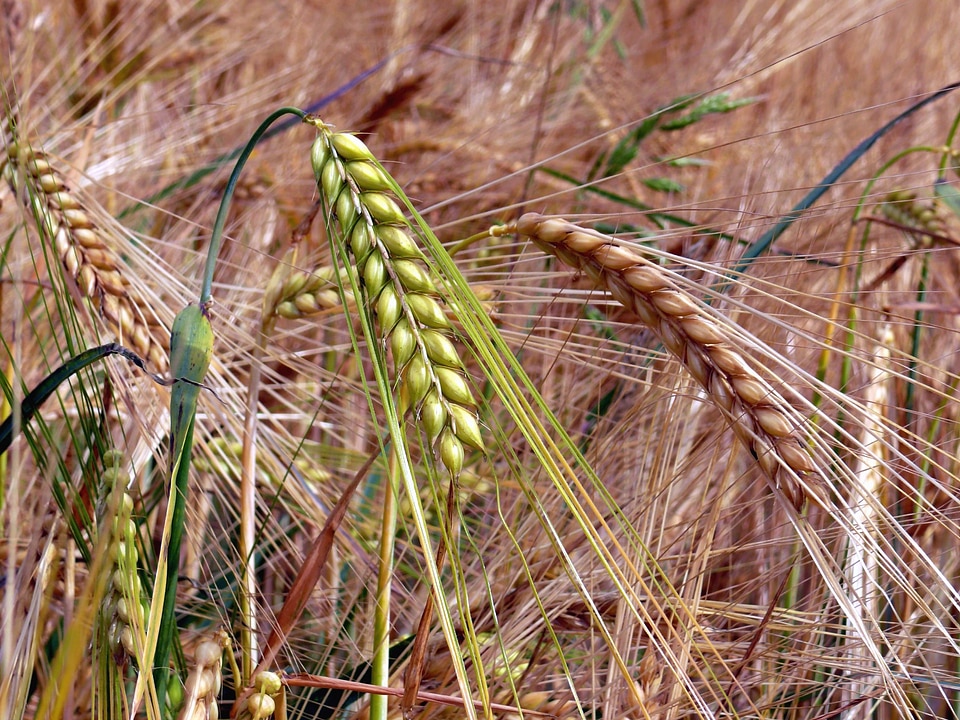 Agriculture beautiful photo cereal