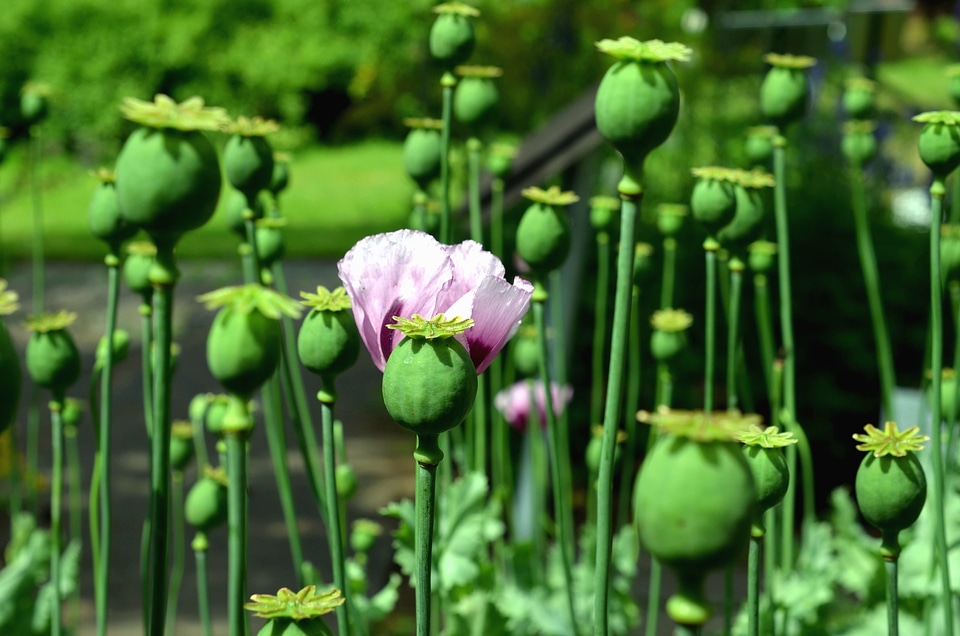Flower flower garden food