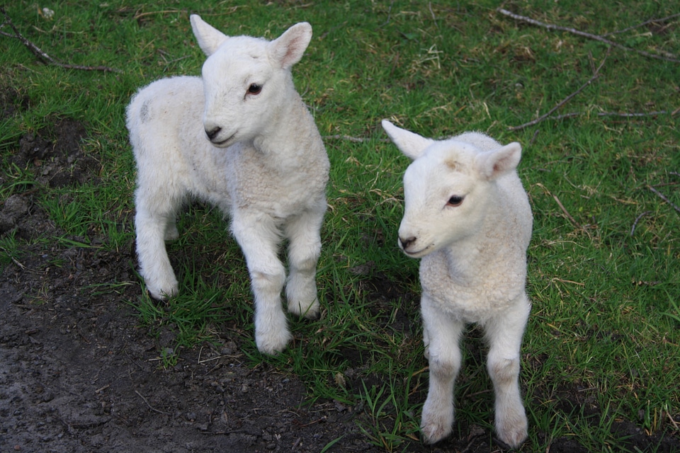 Lambs schäfchen animal world