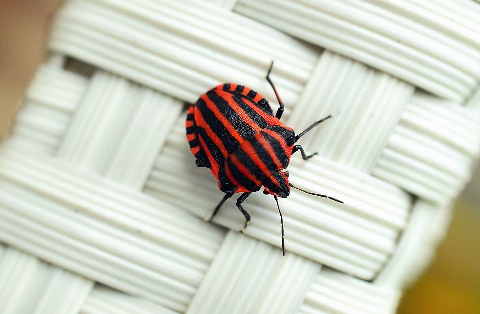 Animals beautiful photo bug
