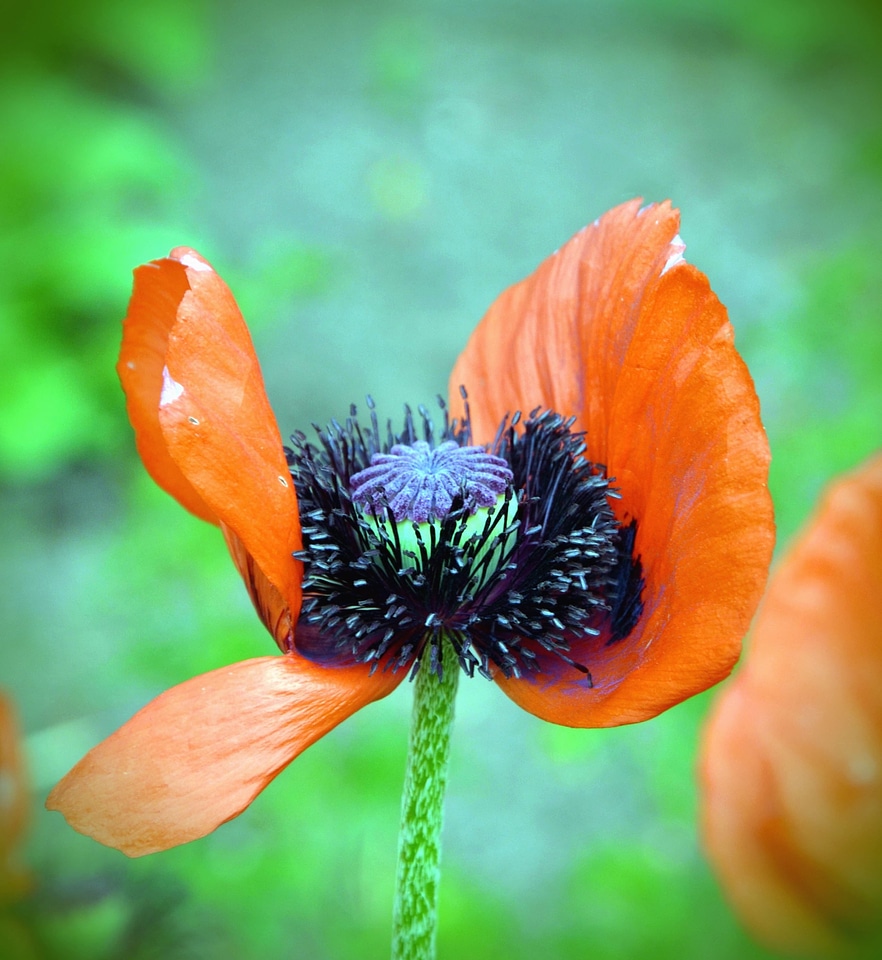 Bloom blossom haulm