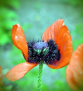 Bloom blossom haulm
