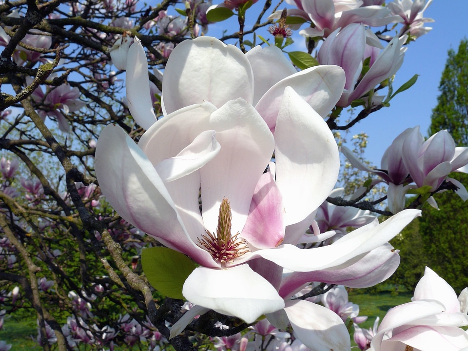 Beautiful Photo flower flowering
