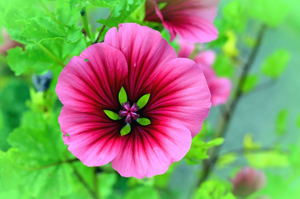 Beautiful Image beautiful photo flowering