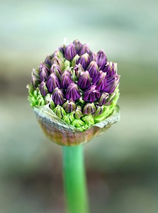 Bloom bud flower