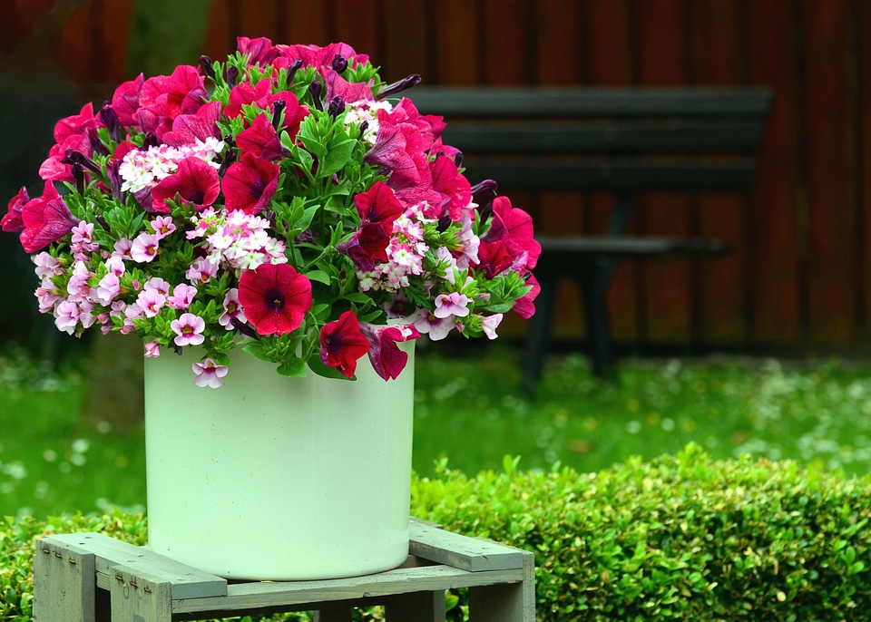 Beautiful Photo bench bloom