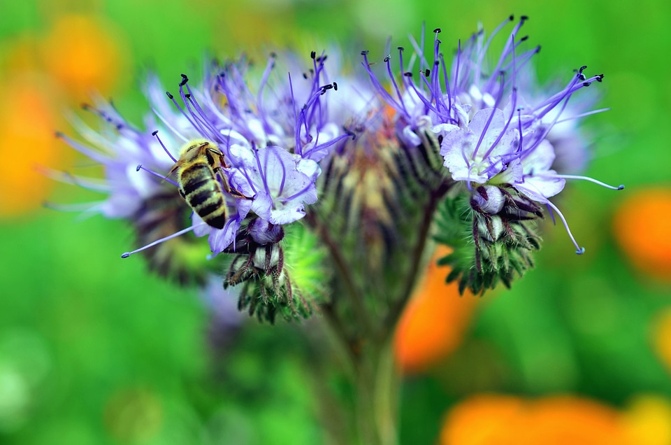 Beautiful Photo flowers honey