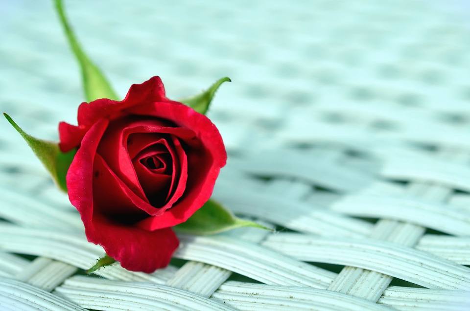 Beautiful Photo bud flower