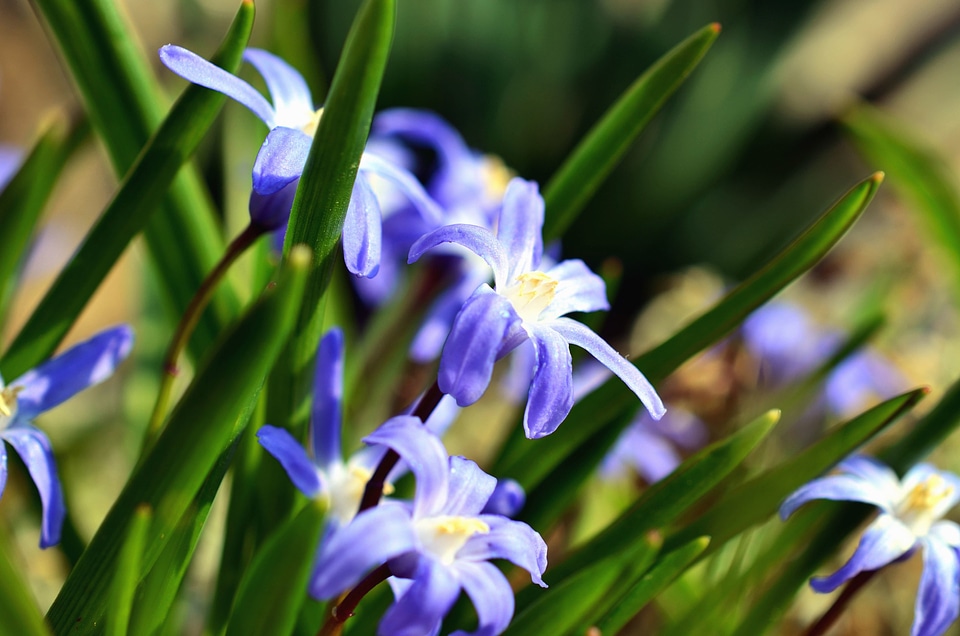Beautiful Photo flower flowering
