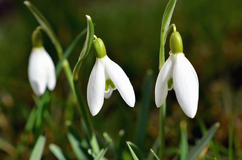 Beautiful Photo flower flowers