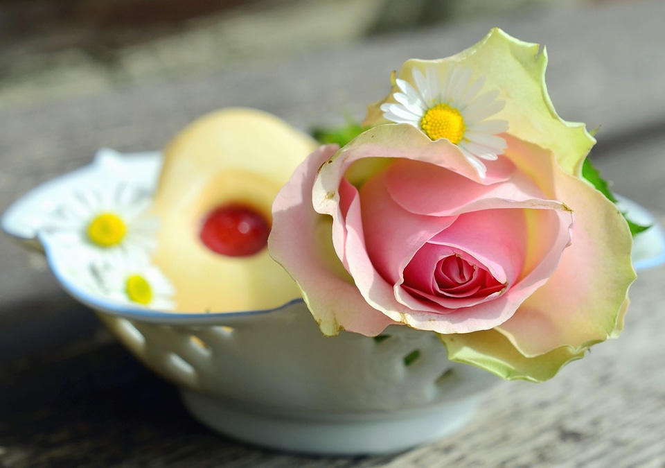 Bowl ceramics daisy