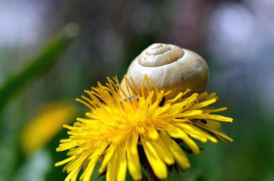 Dandelion flower nature