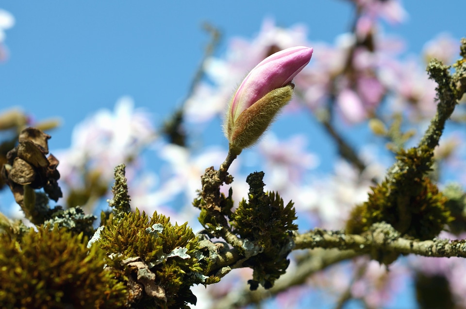 Branches flowering magnolia