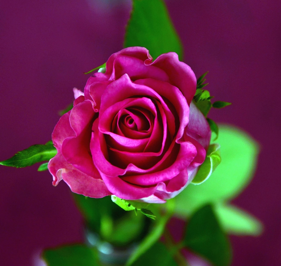 Bud flower flowering