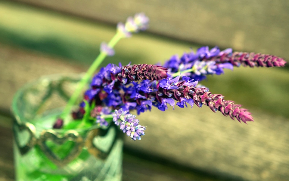 Flower flowering herb