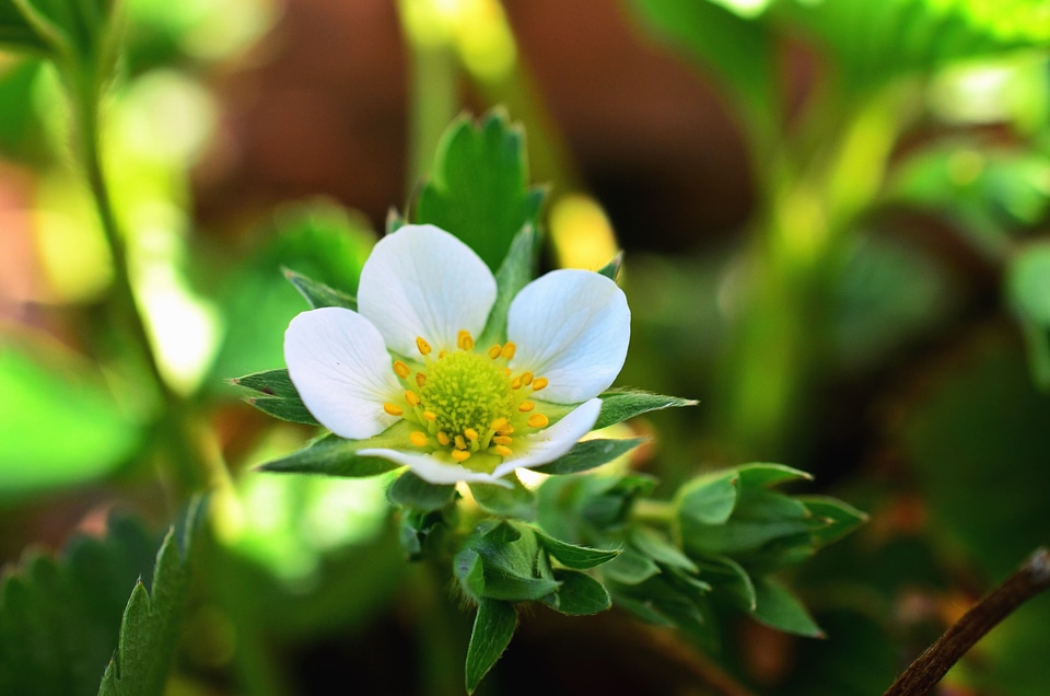 Flower flowering leaf