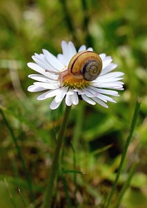 Blossom daisy flower