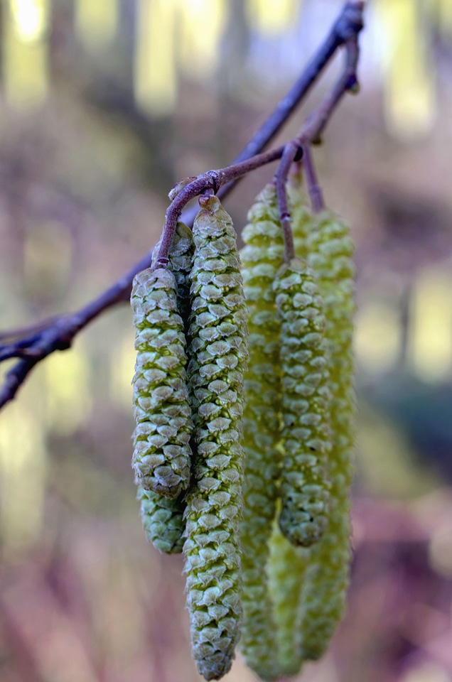 Branch maple nature