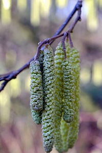 Branch maple nature