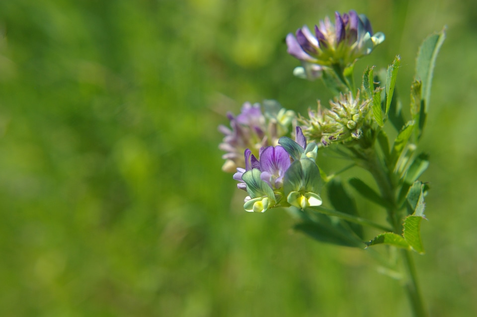 Purple flower weeds floral
