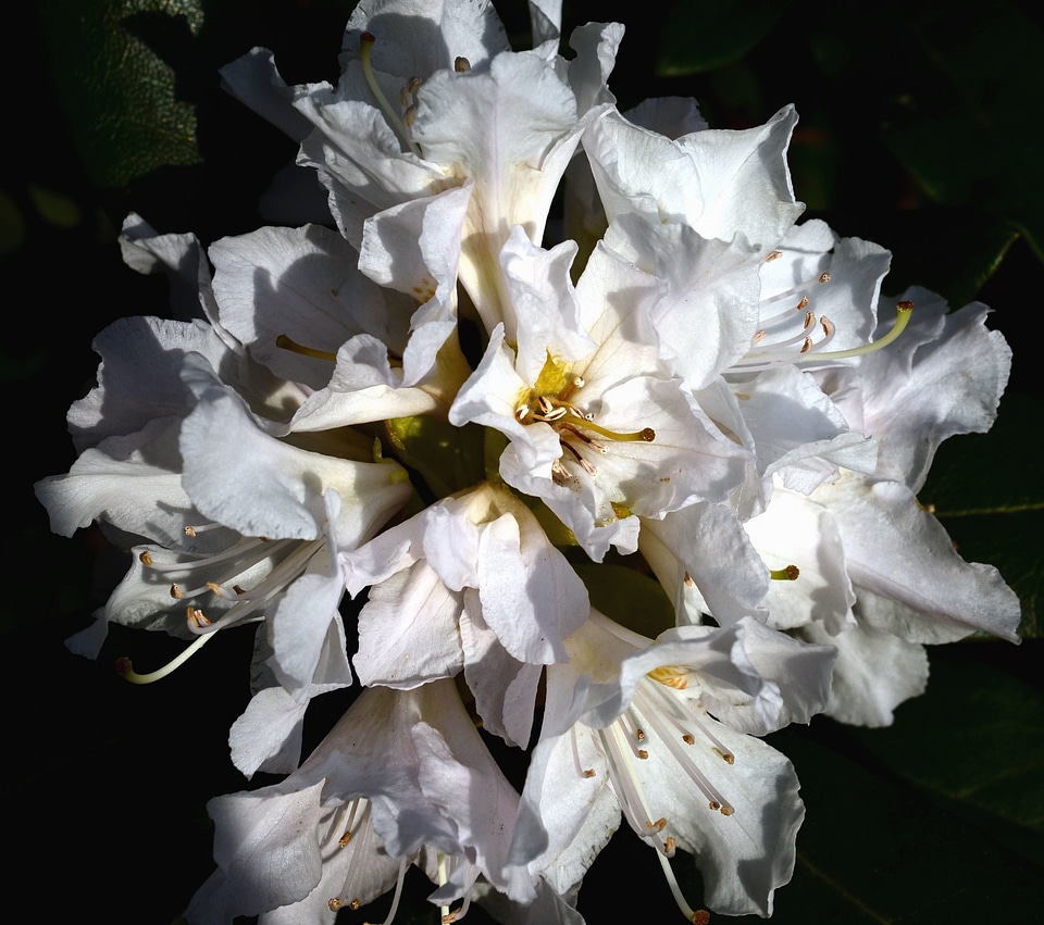 Blossom flower macro