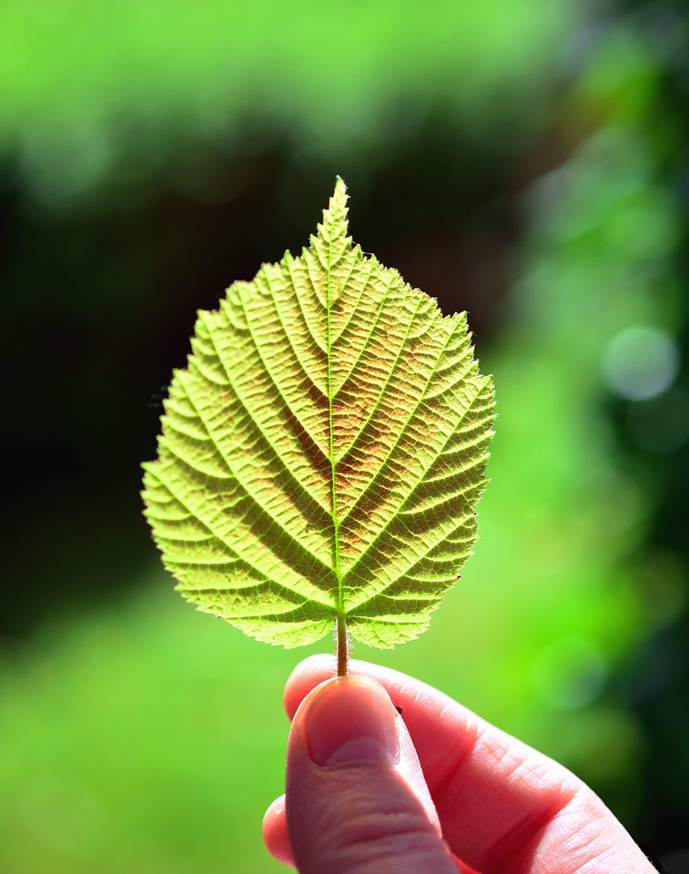 Finger leaf nature