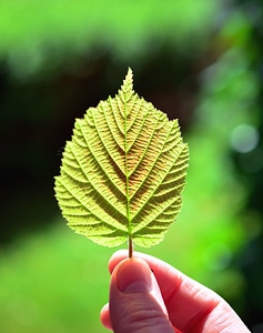 Finger leaf nature